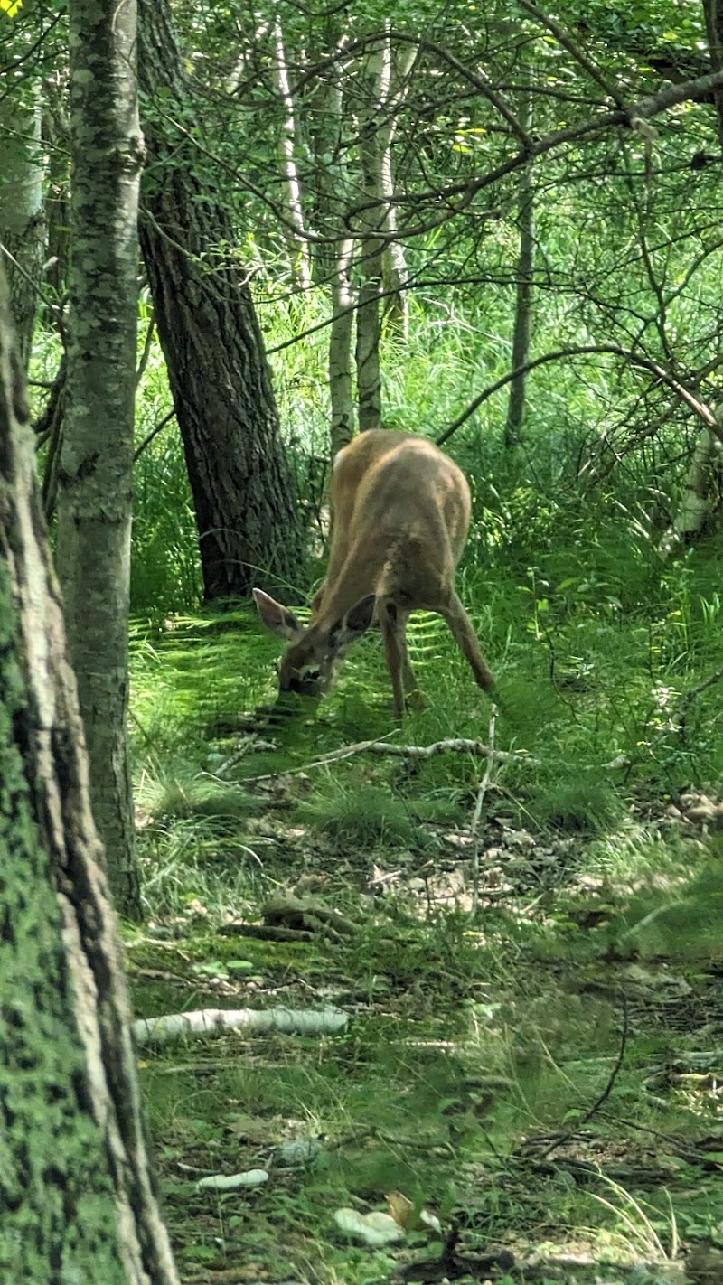 Jesup Path and Hemlock Path Loop in Acadia National Park, a deer forages along a sun-dappled forest trail.