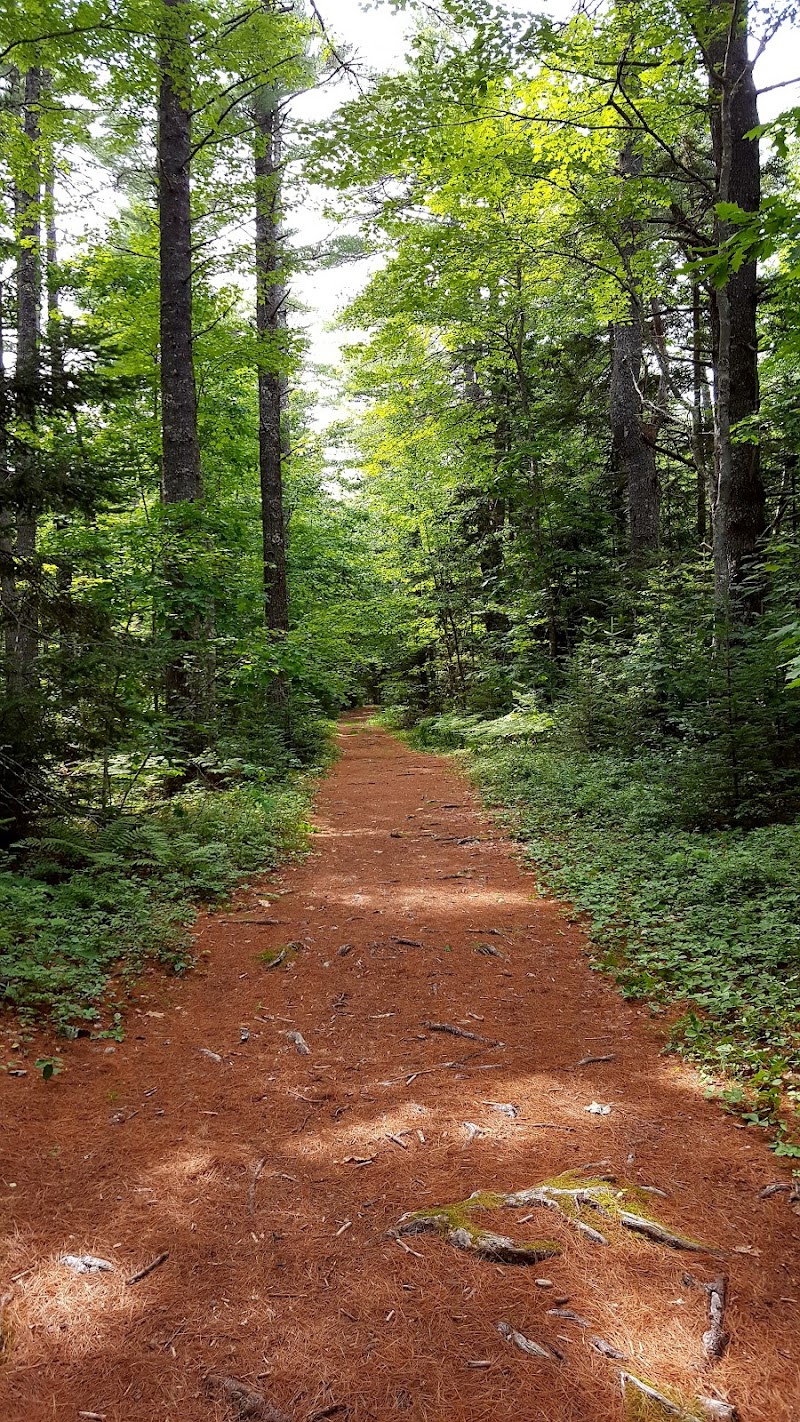 Forest trail at Woodlawn in Acadia National Park, a pine-and-maple path shaded by tall trees.