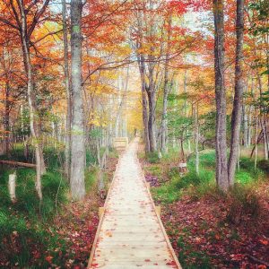 Wooden boardwalk winds through a fall forest of orange-red leaves in Acadia National Park.