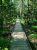 Wooden boardwalk winds through a dense spruce and fern forest on the Wild Gardens of Acadia trail in Acadia National Park.