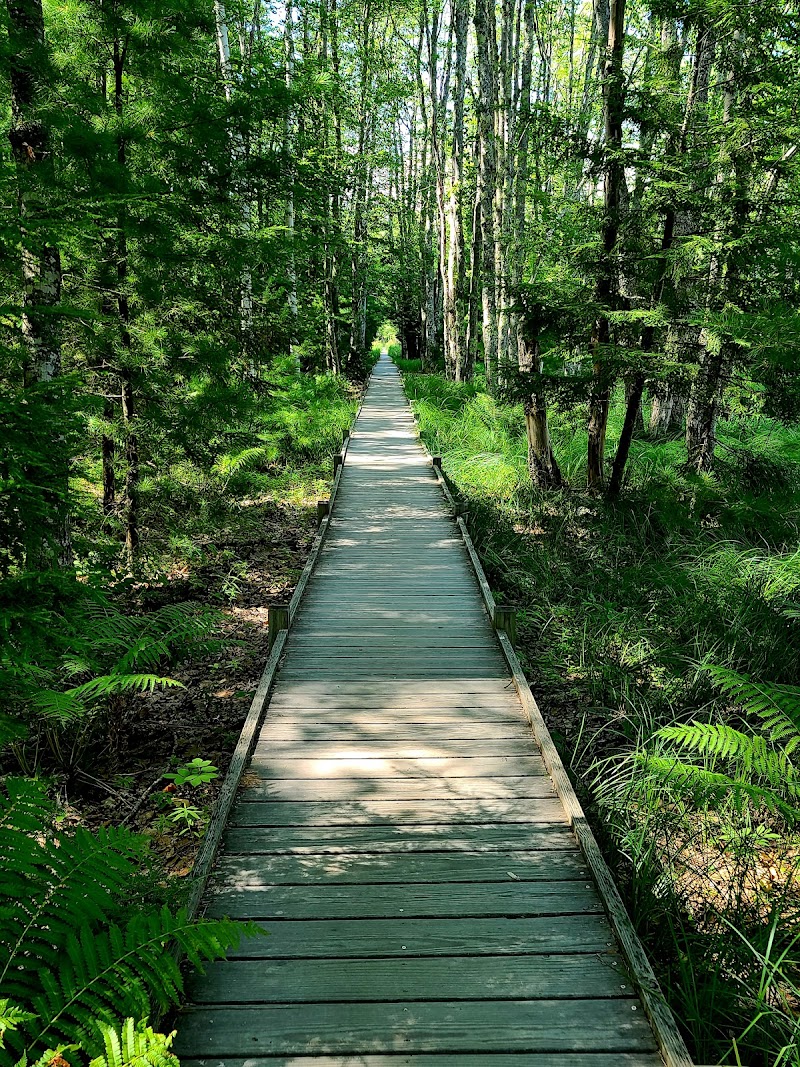 Wooden boardwalk winds through a dense spruce and fern forest on the Wild Gardens of Acadia trail in Acadia National Park.