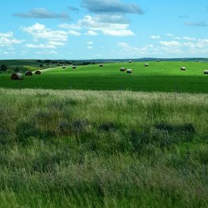 Bright green rolling fields with round hay bales and distant hills under a blue sky in Badlands National Park.