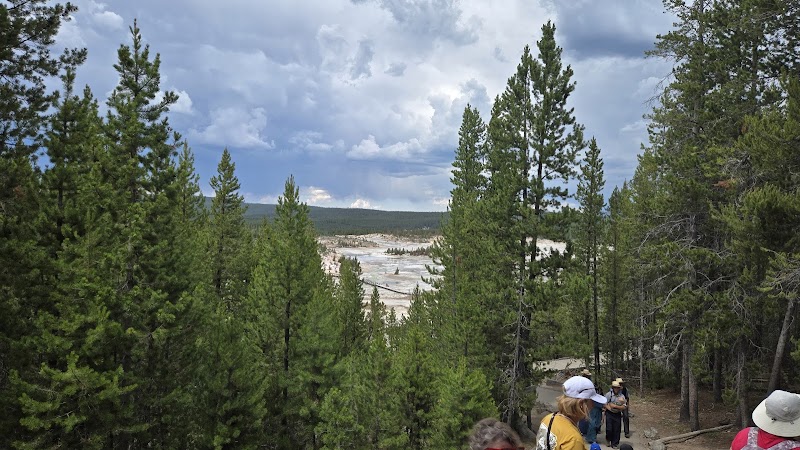 Hikers on a forest trail surrounded by tall pines approach distant white travertine basins in Yellowstone National Park.