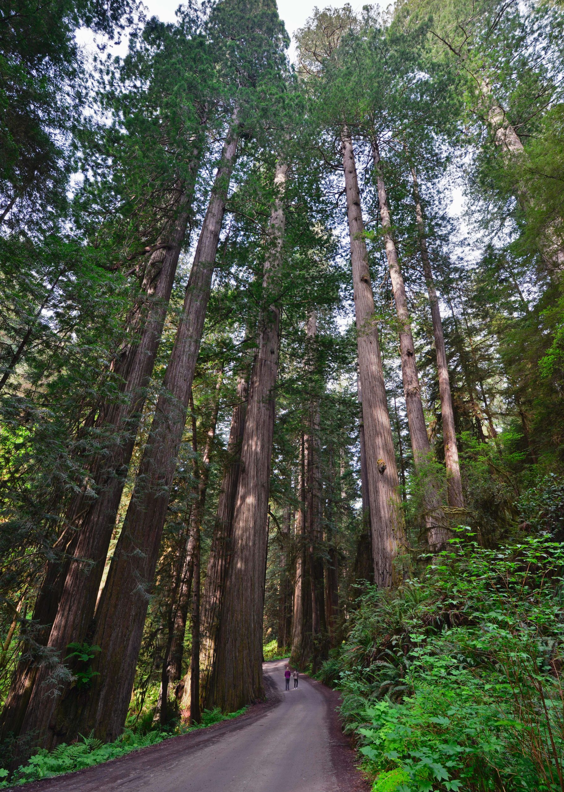 Coast redwoods tower over a winding dirt road in Redwood National and State Parks, a pristine forest corridor.