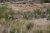 Mule deer grazing among tall grasses and shrubs near rocky formations at Carlsbad Caverns National Park.