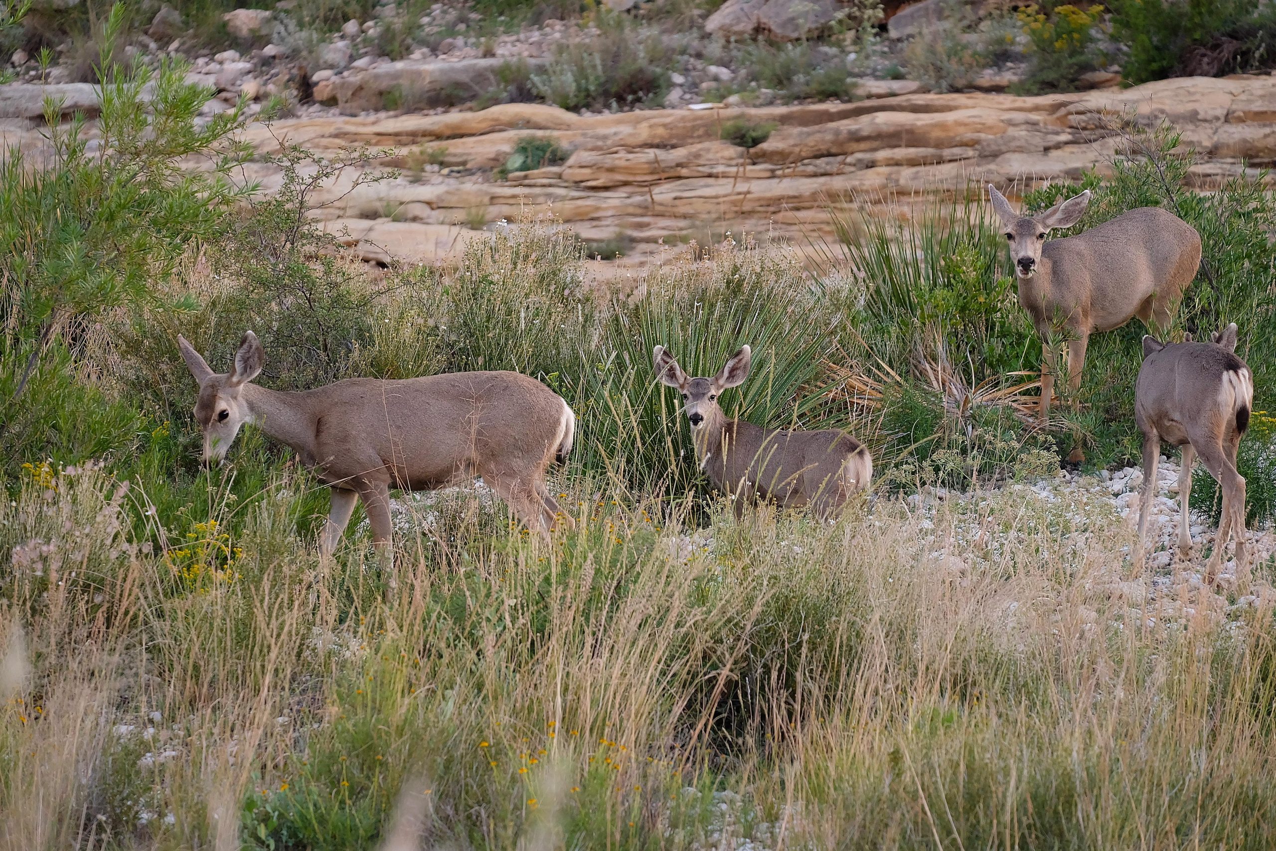 Mule deer grazing among tall grasses and shrubs near rocky formations at Carlsbad Caverns National Park.