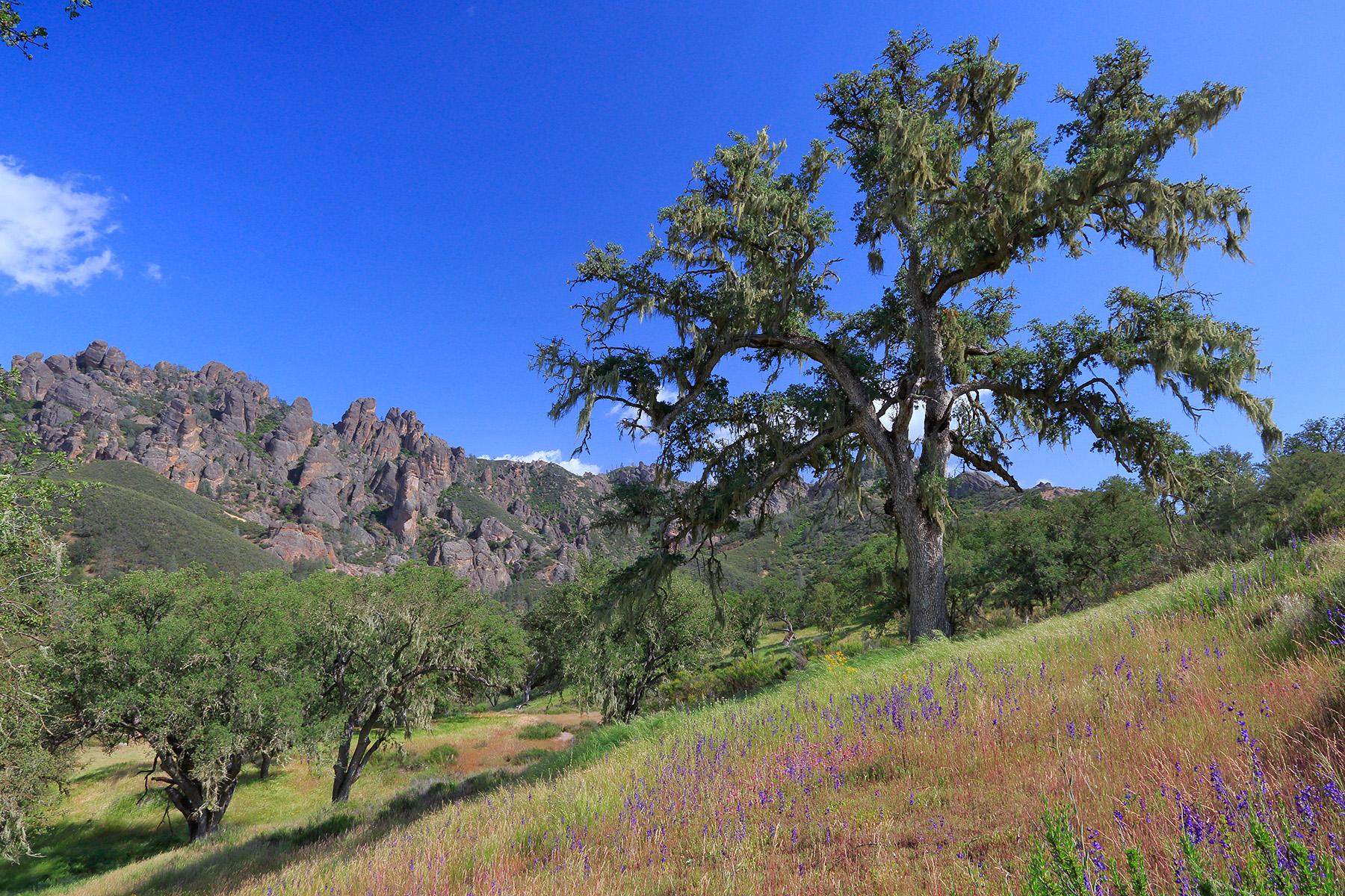 Pinnacles National Park landscape with rugged rock spires in the background, a lone oak tree to the right, and a purple wildflower meadow in the foreground.