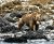 Brown bear standing on a rocky shoreline covered with dark mussel clusters in Glacier Bay National Park & Preserve.