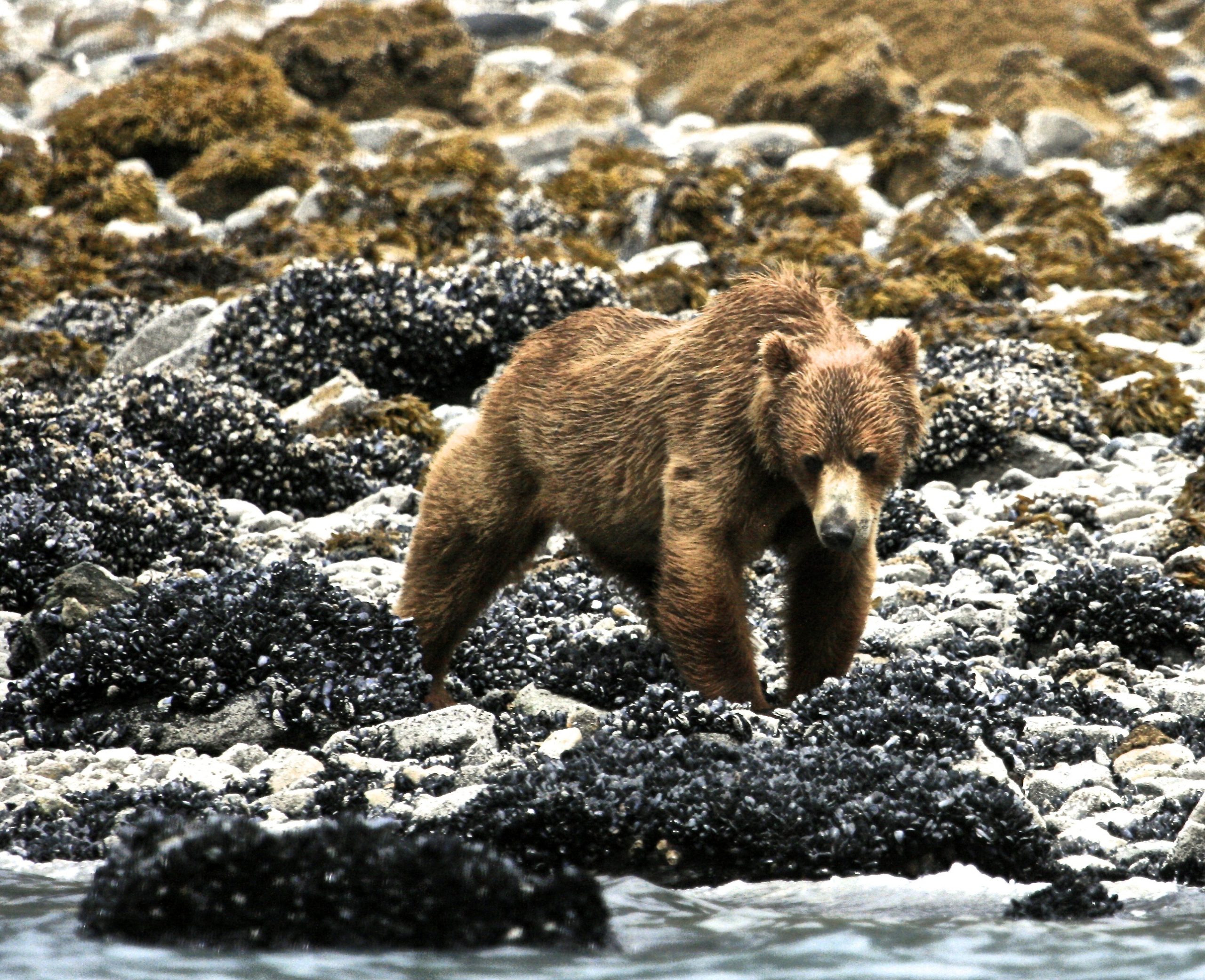 Brown bear standing on a rocky shoreline covered with dark mussel clusters in Glacier Bay National Park & Preserve.