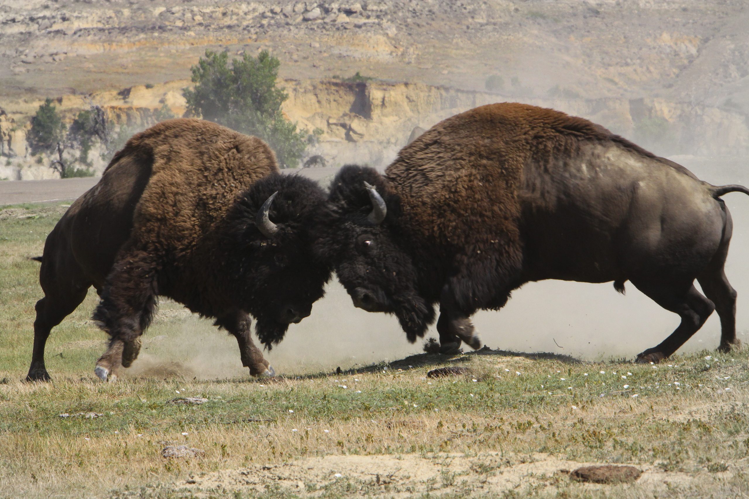 Two bison lock horns and clash on a dusty prairie with the badlands and pines of Theodore Roosevelt National Park in the background.