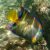 Yellow and blue parrotfish swims over a coral reef in Virgin Islands National Park, its bright fins contrasting with the rocky backdrop.