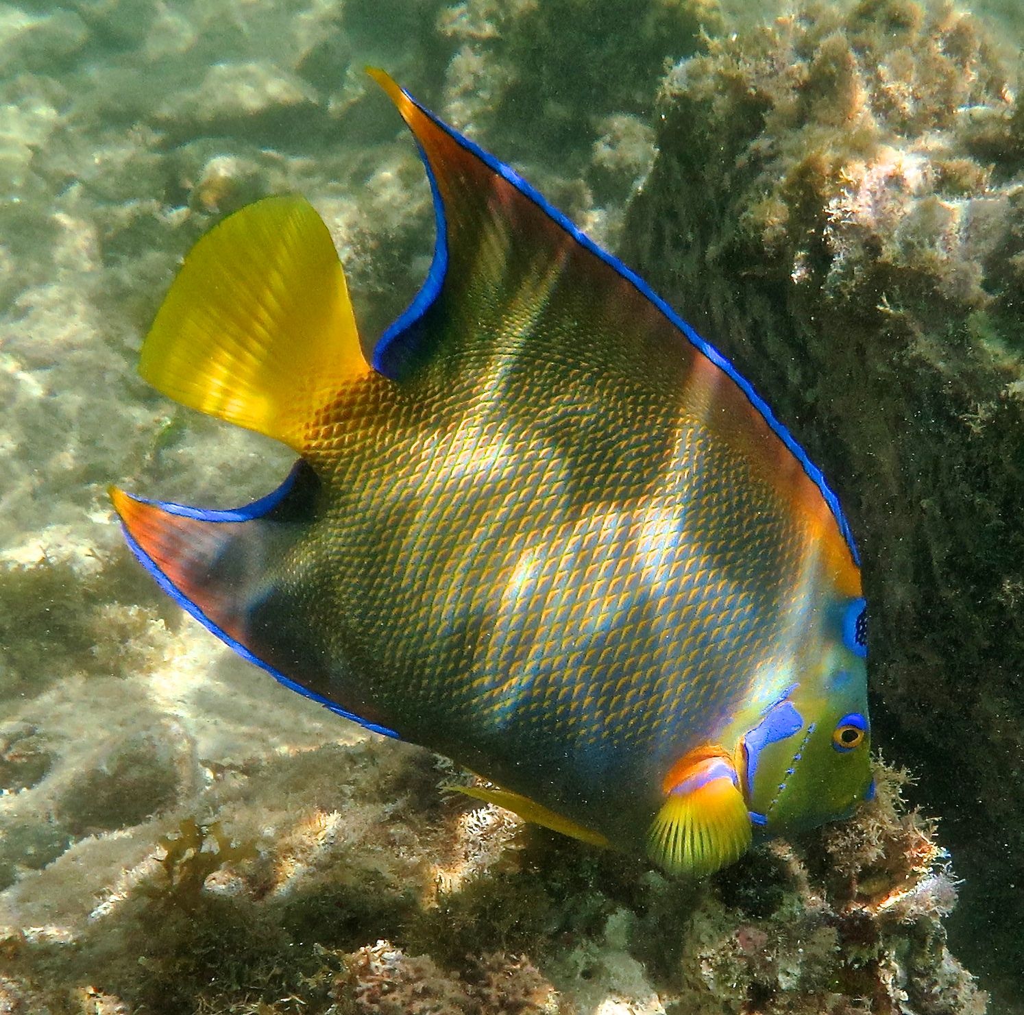 Yellow and blue parrotfish swims over a coral reef in Virgin Islands National Park, its bright fins contrasting with the rocky backdrop.