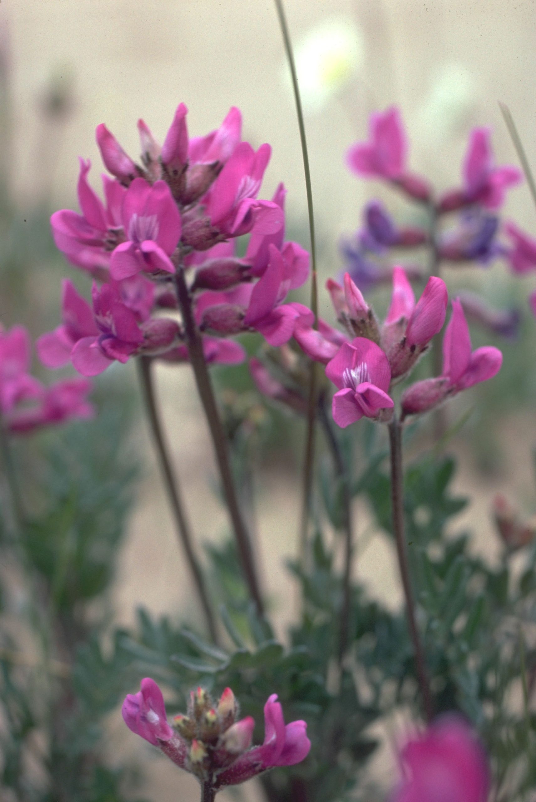 Close-up of vibrant pink lupine flowers growing in Kobuk Valley National Park, Alaska, during summer wildflower bloom.