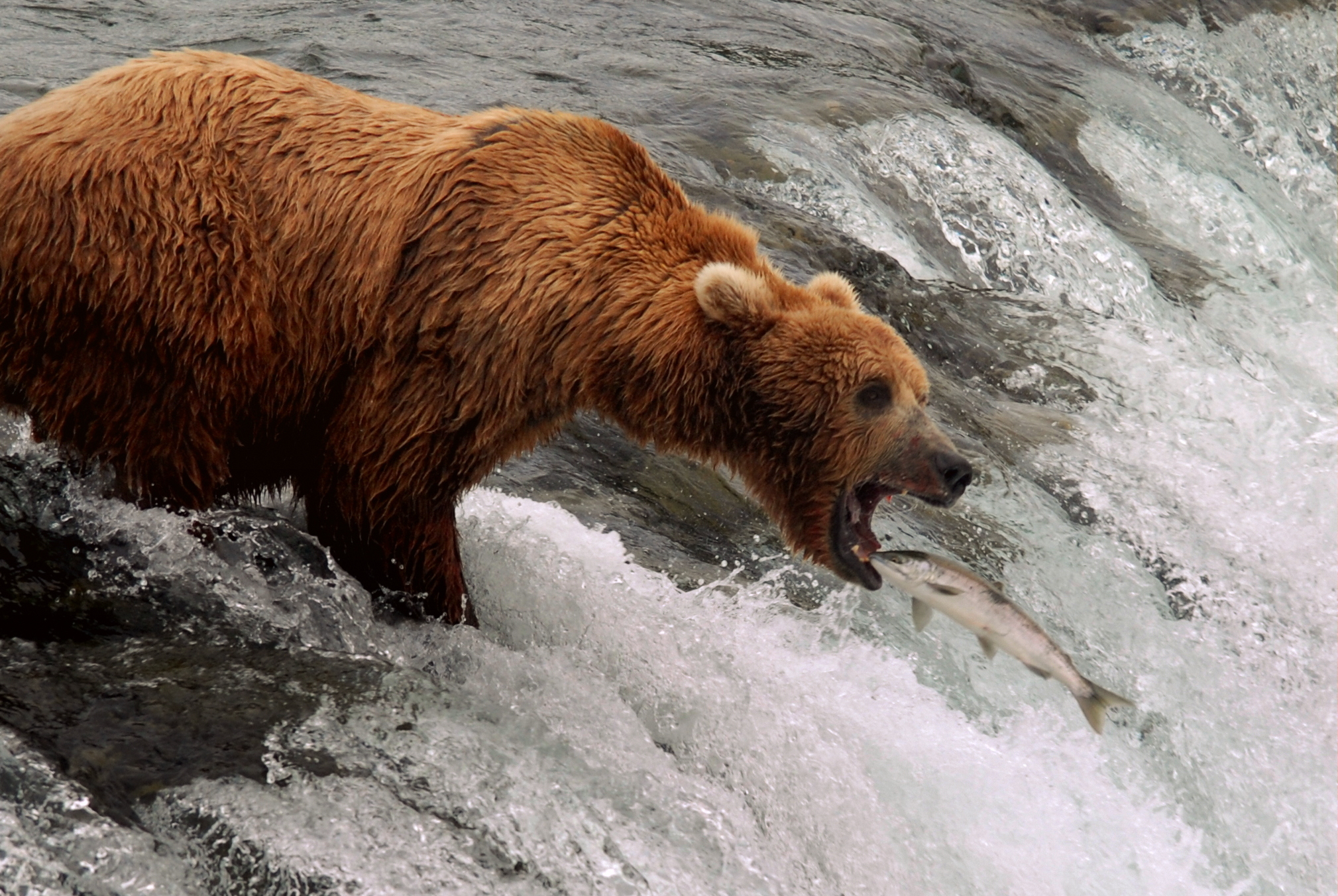 Brown bear at Brooks Falls in Katmai National Park & Preserve catches a salmon in rushing river.