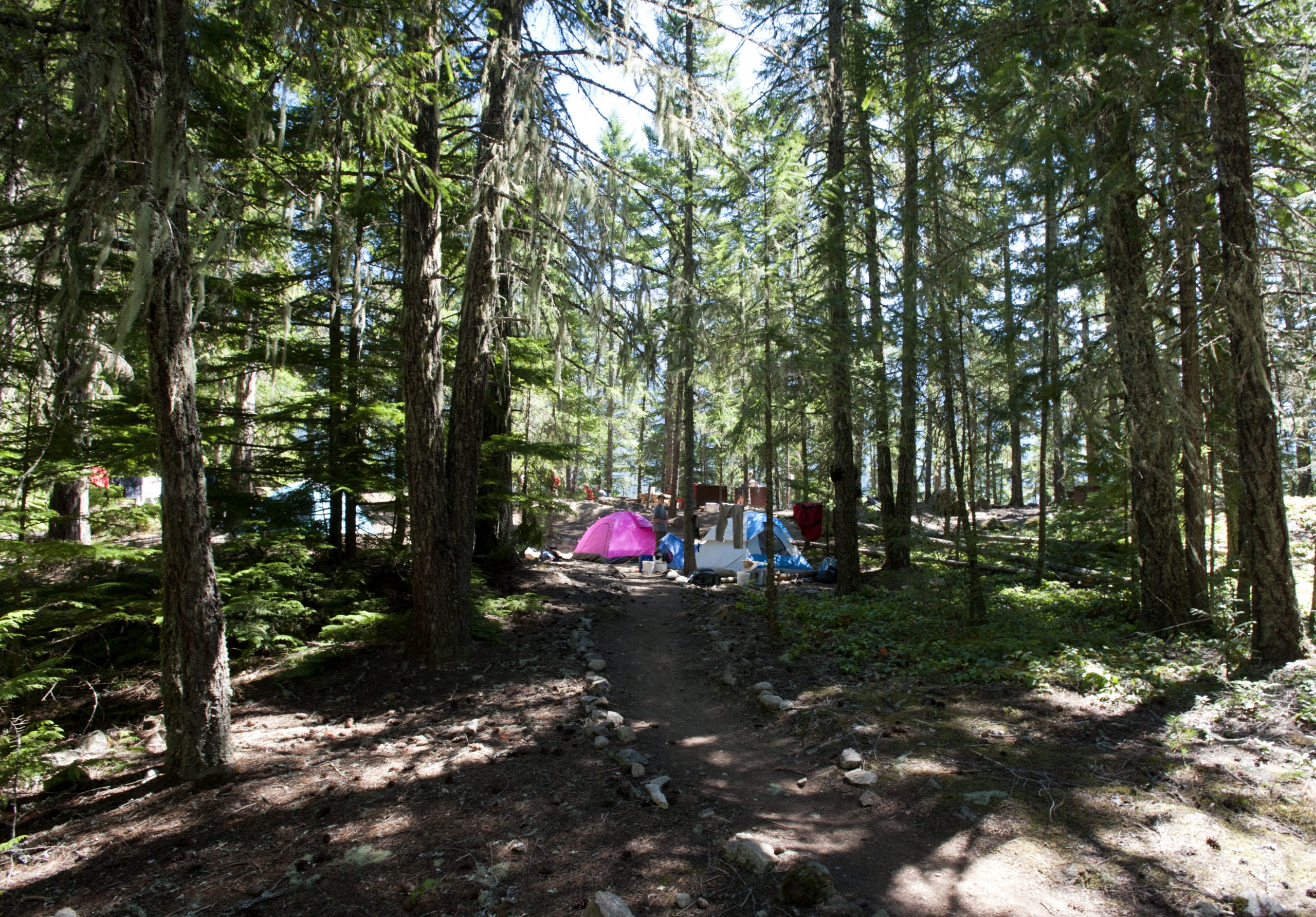Forest campground in North Cascades National Park with colorful tents nestled among tall conifers and dappled sunlight.