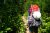 Backcountry hiker with red pack, rope, and white helmet on a narrow trail through dense green brush in North Cascades National Park.