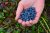 Blueberries held in a palmful from Arctic tundra blueberry bushes in Gates of the Arctic National Park & Preserve.