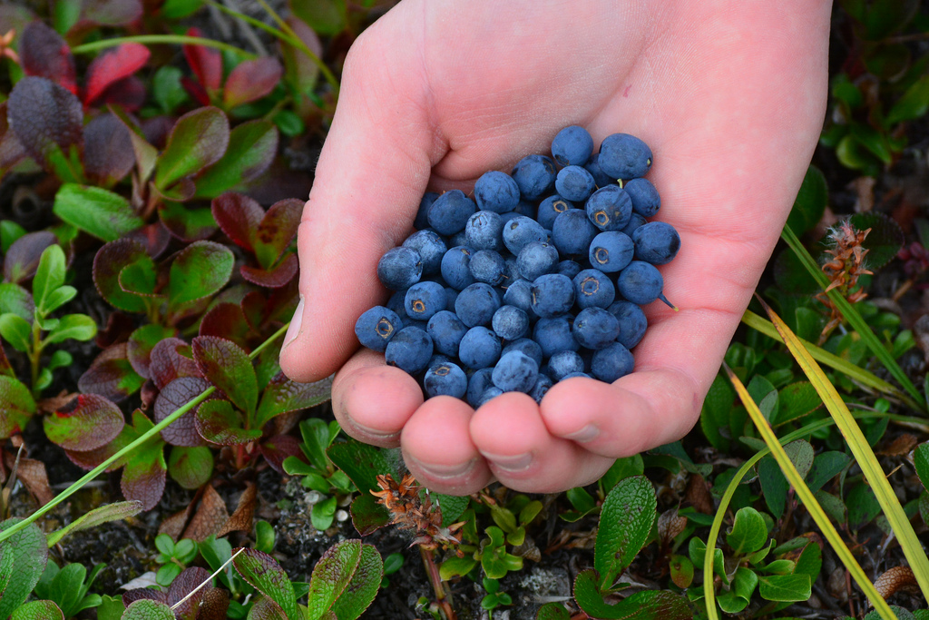Blueberries held in a palmful from Arctic tundra blueberry bushes in Gates of the Arctic National Park & Preserve.
