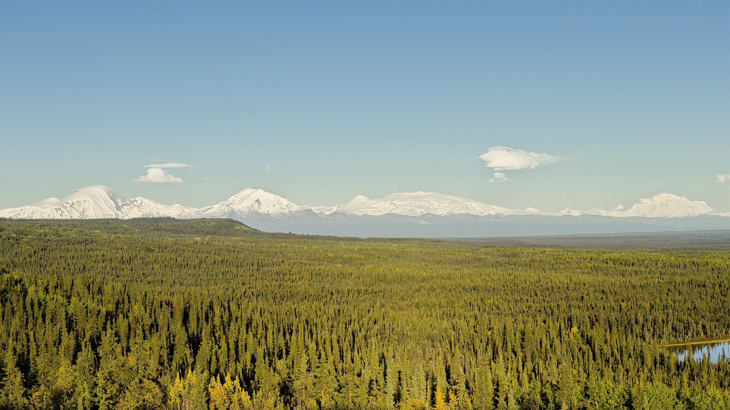 Snowy Wrangell–St. Elias Mountains rise along a distant horizon above a dense evergreen forest.