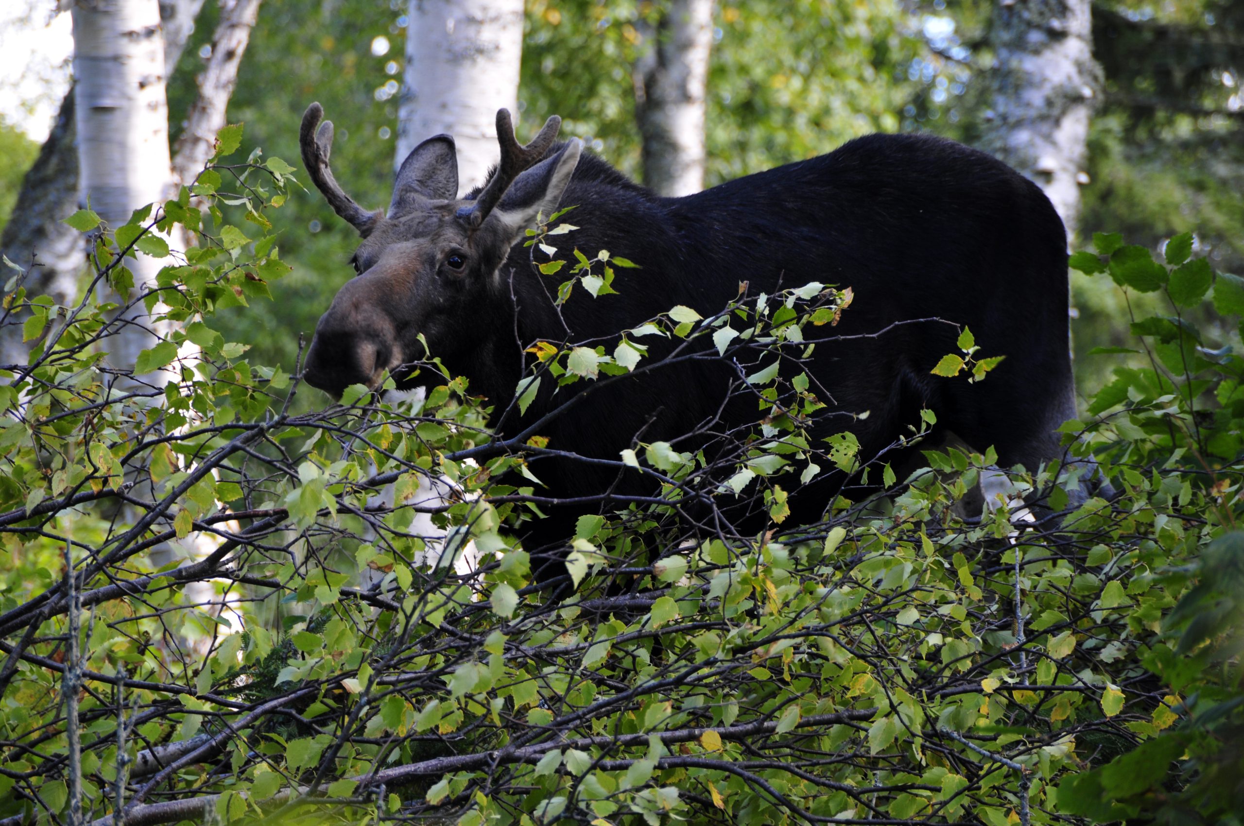 Moose stands among a birch forest in Isle Royale National Park, browsing the green foliage.