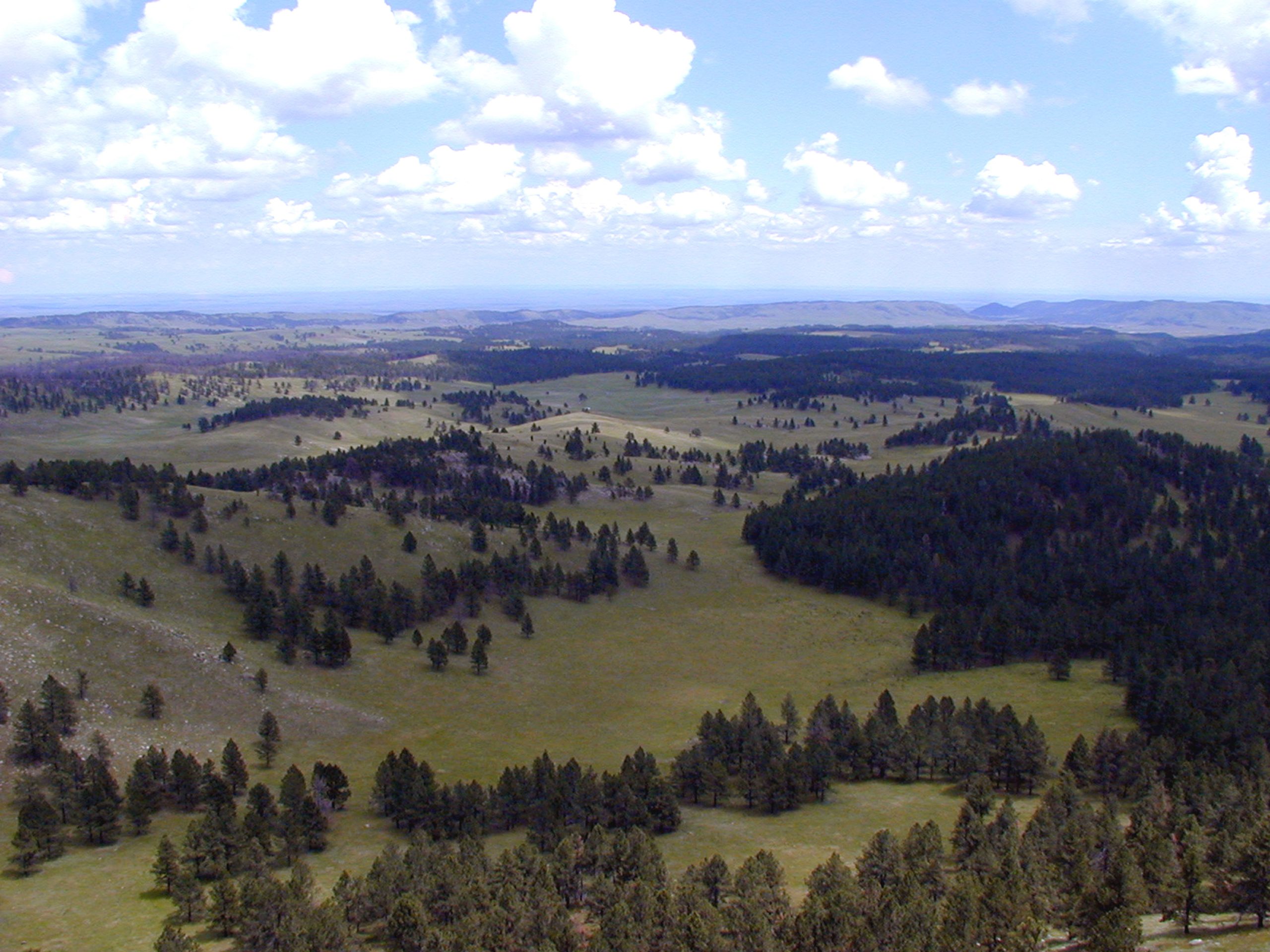 Panoramic view from Rankin Ridge Overlook in Wind Cave National Park, showing rolling prairie and pine clusters under a blue sky.