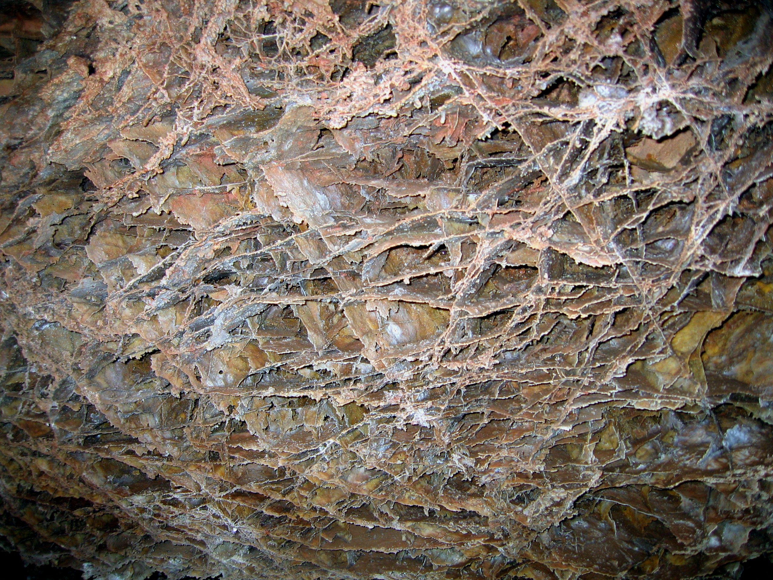 Intricate frostwork cave formations on Wind Cave's limestone walls inside Wind Cave National Park.