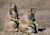 Two prairie dogs stand upright at a wind-swept Wind Cave National Park prairie dog colony.