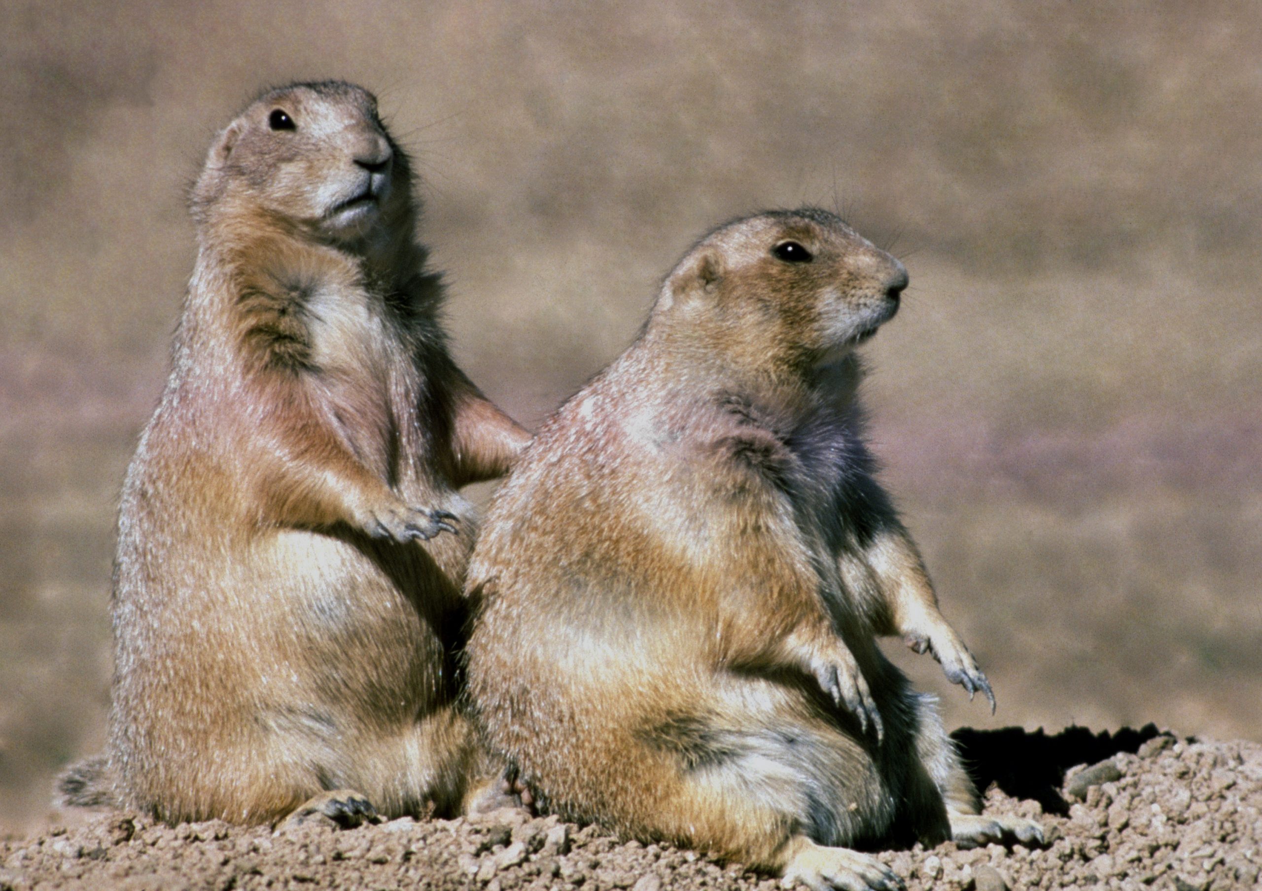 Two prairie dogs stand upright at a wind-swept Wind Cave National Park prairie dog colony.