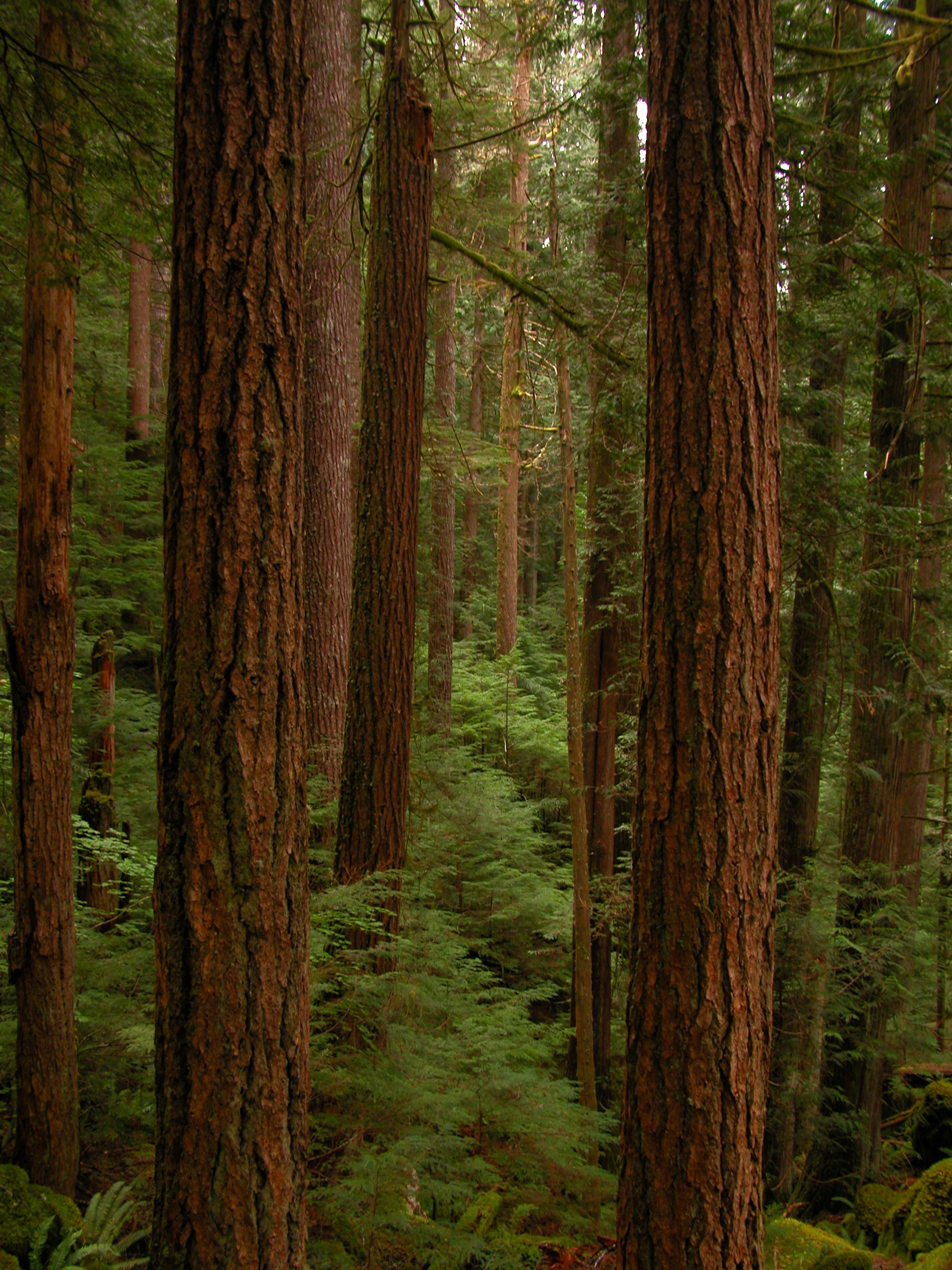 Dense old-growth trees line a narrow forest of Hall of Mosses in Olympic National Park, with mossy trunks and green undergrowth.