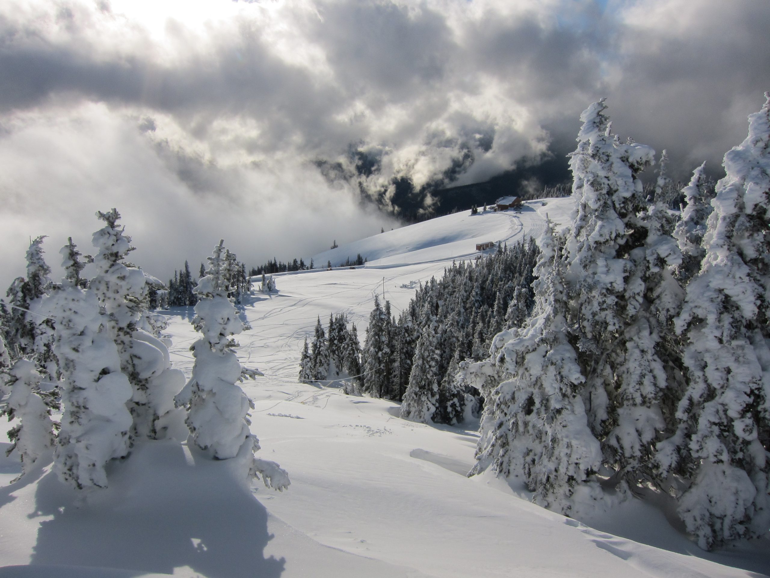 Snow-covered evergreen trees blanket a windy slope at Hurricane Ridge in Olympic National Park.