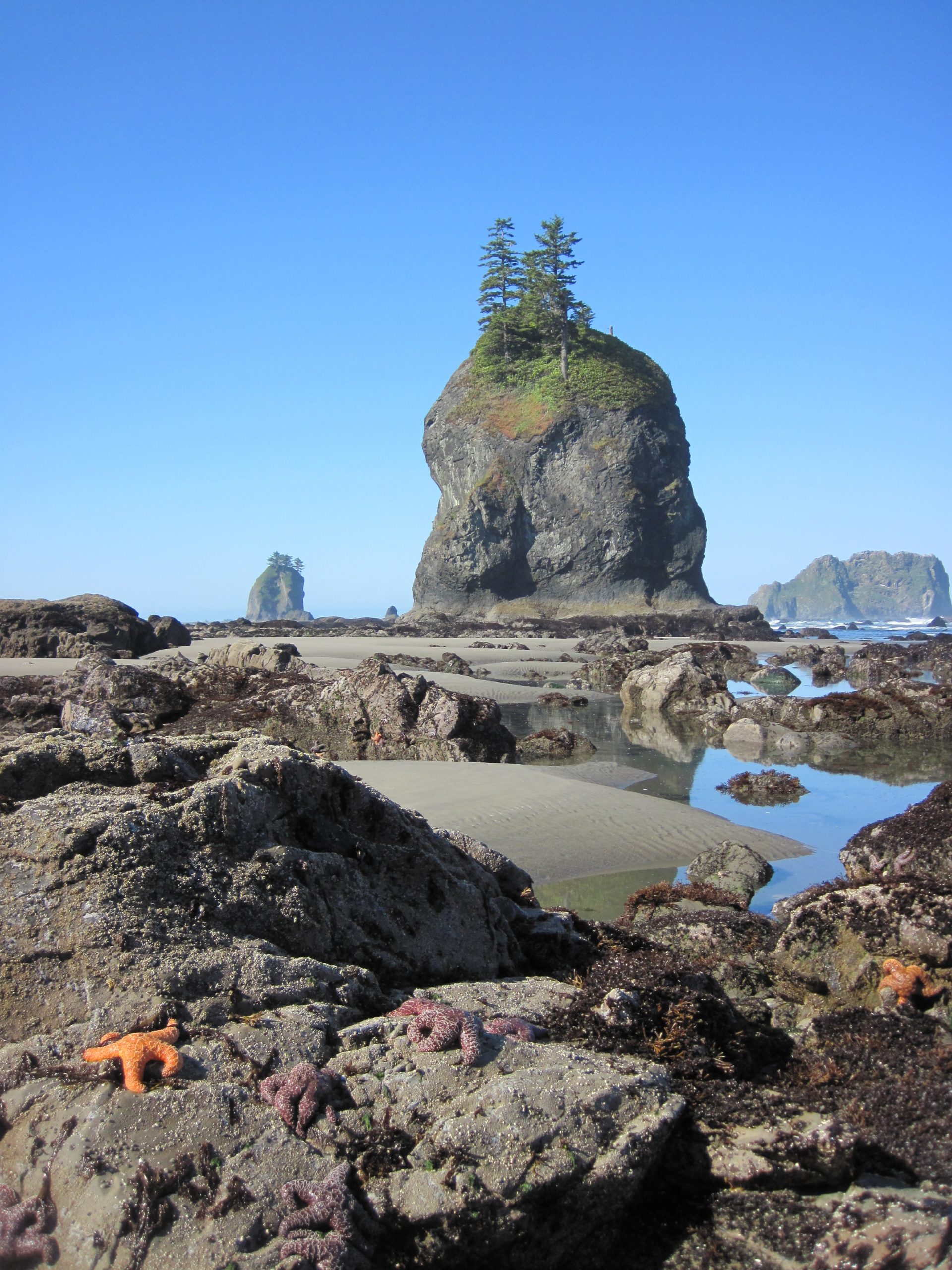 Ruby Beach sea stack along the Olympic National Park shoreline, a tall rock island crowned with evergreen trees under a clear blue sky.