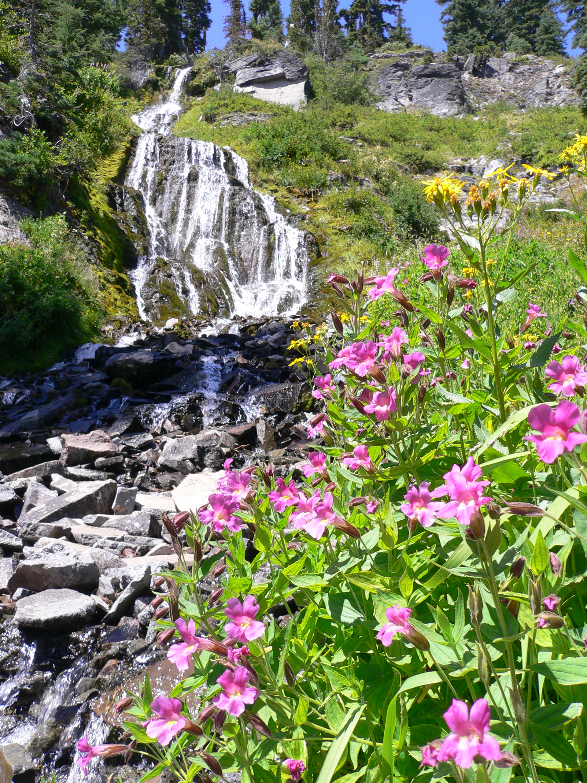 Crater Lake National Park scene featuring Vidae Falls cascading down rocky terrain with pink wildflowers in the foreground.