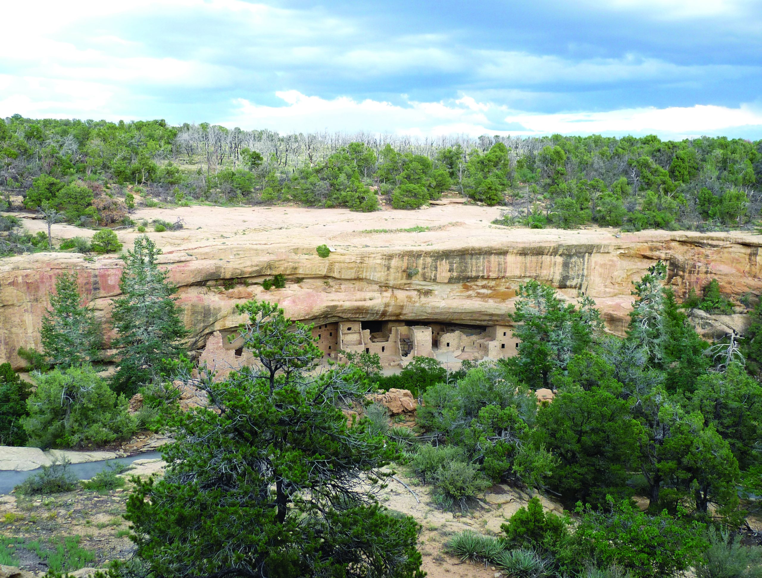 Cliff Palace cliff dwellings at Mesa Verde National Park nestled in a sandstone alcove amid pinyon and juniper trees.