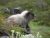 Alpine marmot perched on a rocky ledge among wet grasses in Mount Rainier National Park.