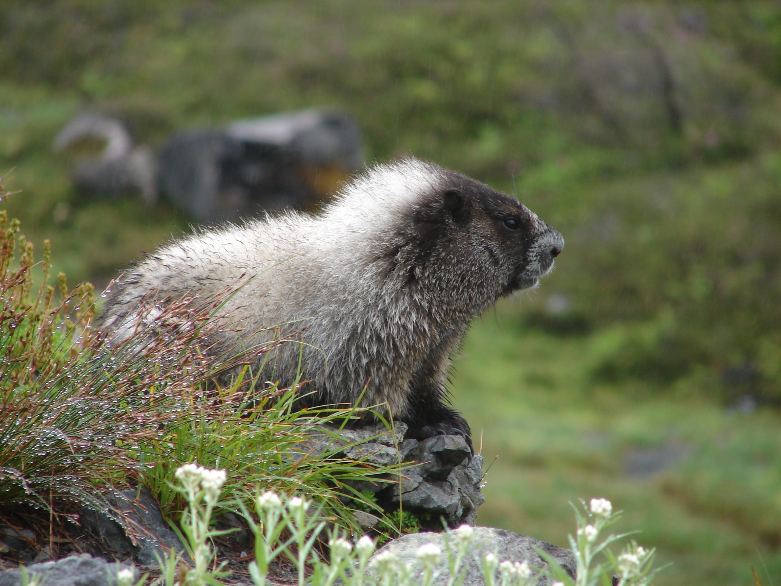 Alpine marmot perched on a rocky ledge among wet grasses in Mount Rainier National Park.