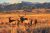 Elk graze in sunlit grasslands with the Great Sand Dunes and snow-capped mountains in Great Sand Dunes National Park & Preserve.