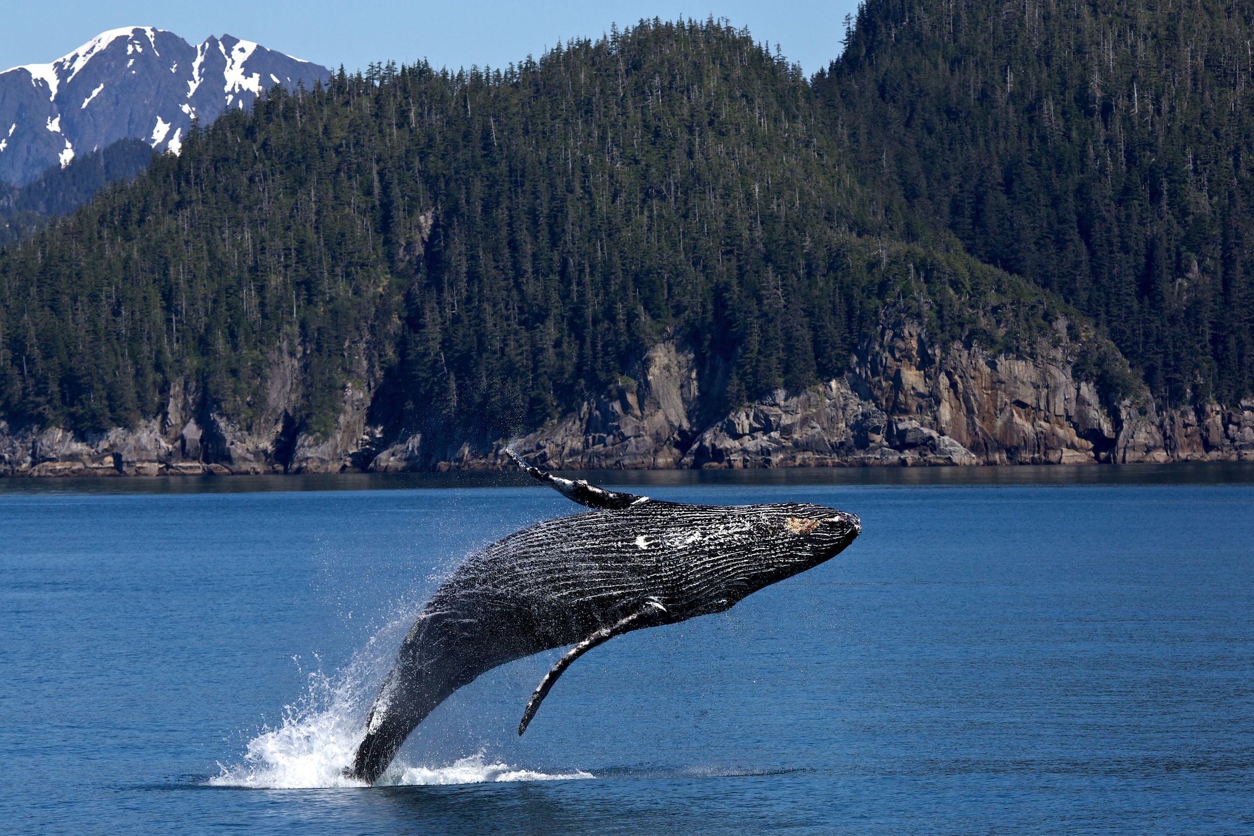 Humpback whale breaches near the rocky coastline of Kenai Fjords National Park, Alaska.