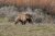 Brown grizzly bear lumbering through an open meadow with sagebrush near Grand Teton National Park.