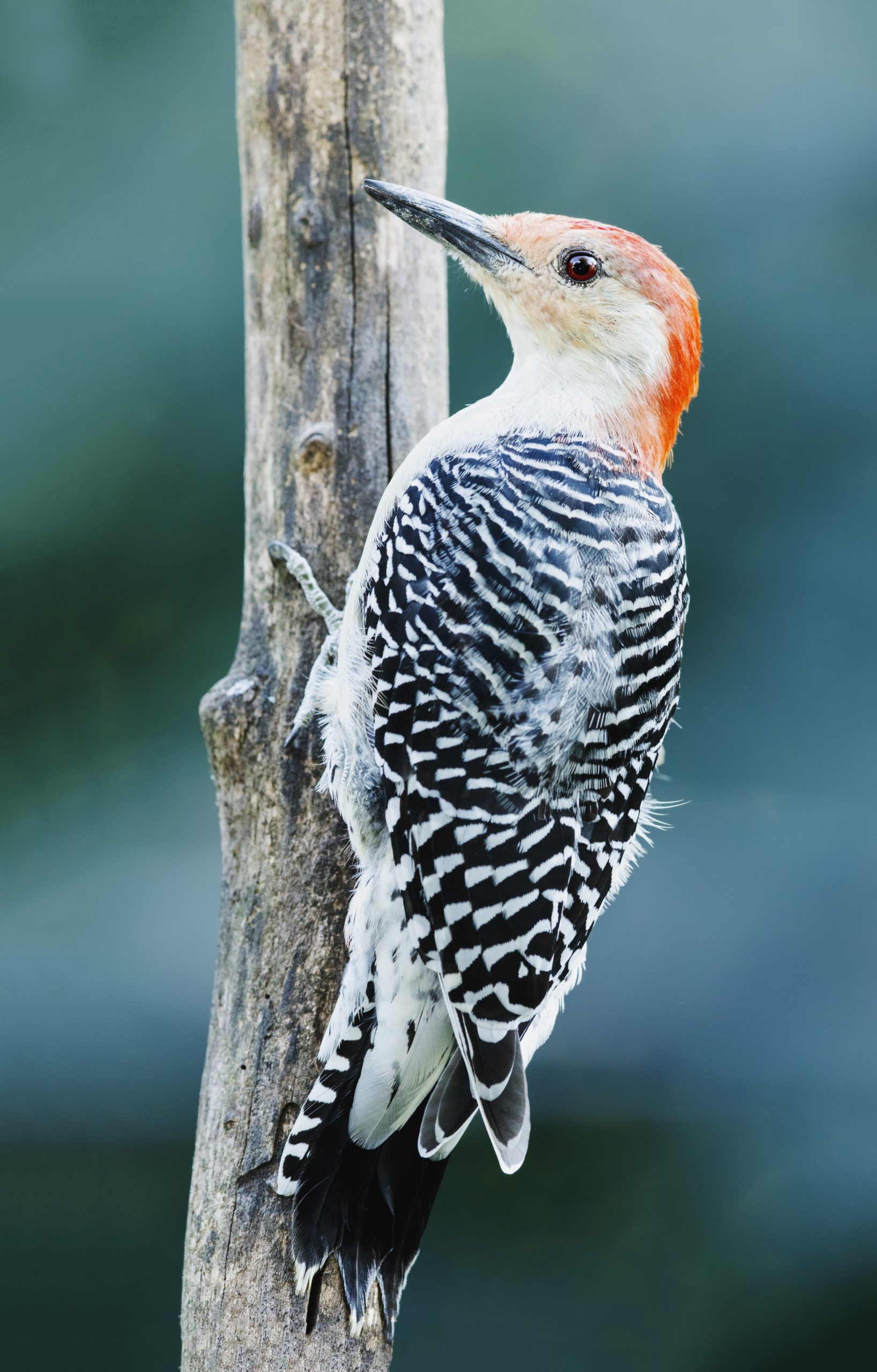 Red-bellied woodpecker clings to a weathered tree trunk in Shenandoah National Park.