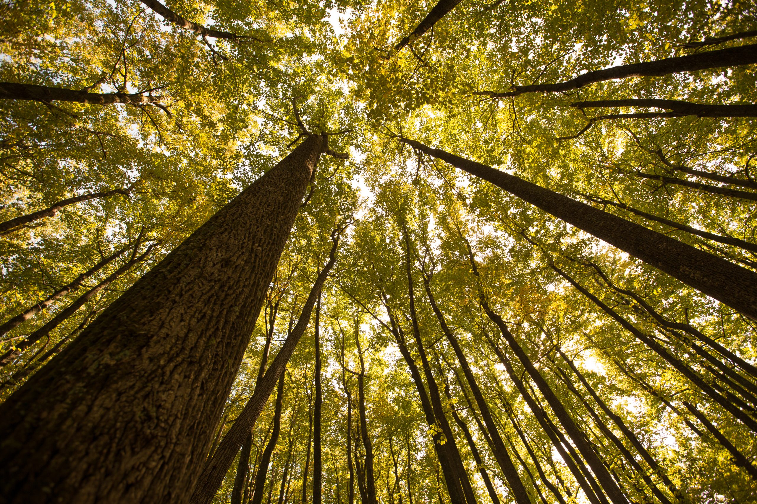 Tall hardwood trunks reach skyward through Shenandoah National Park's sunlit forest canopy.