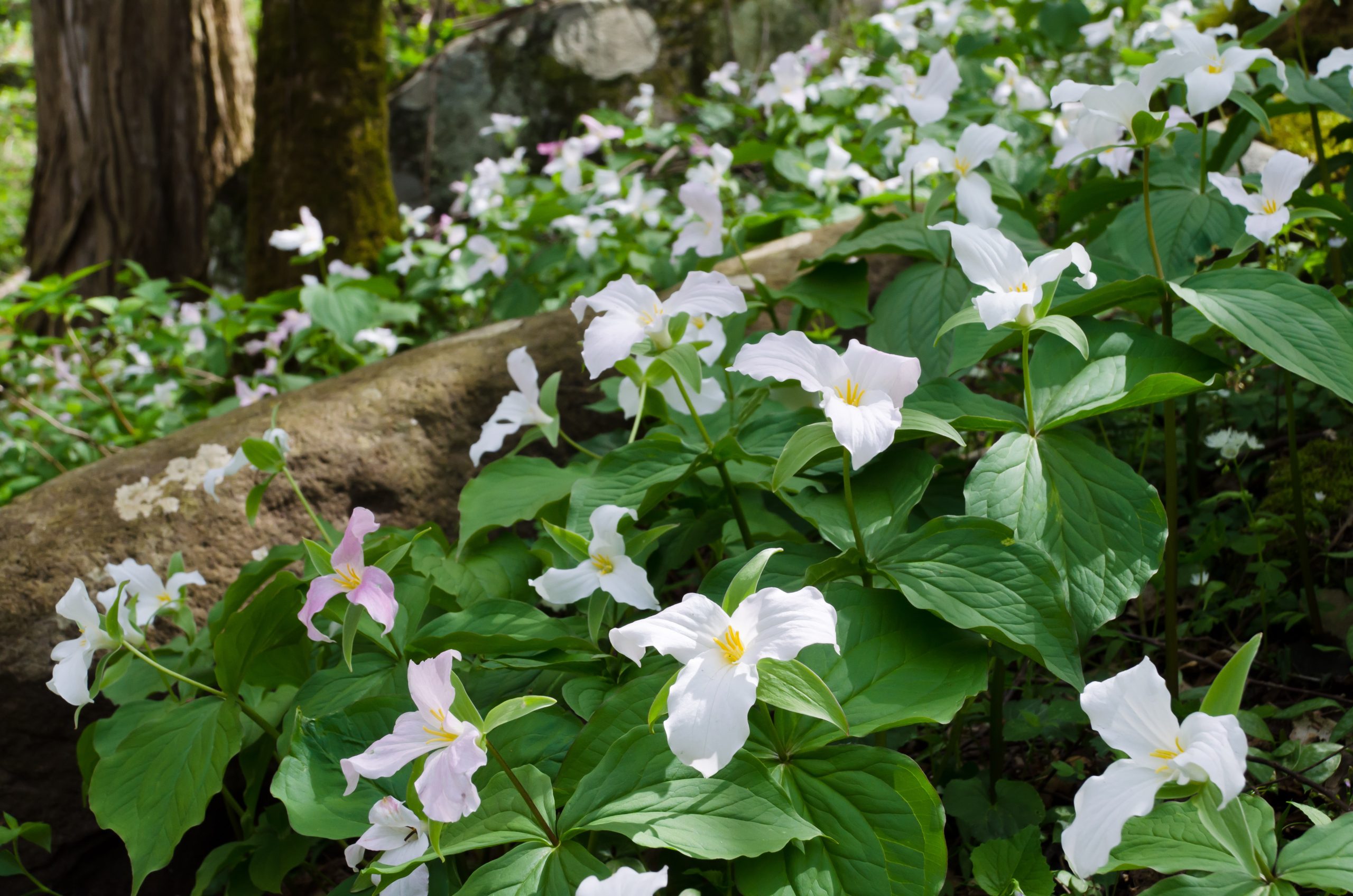 White trillium blossoms blanket a shaded hillside along a forest trail in Great Smoky Mountains National Park.