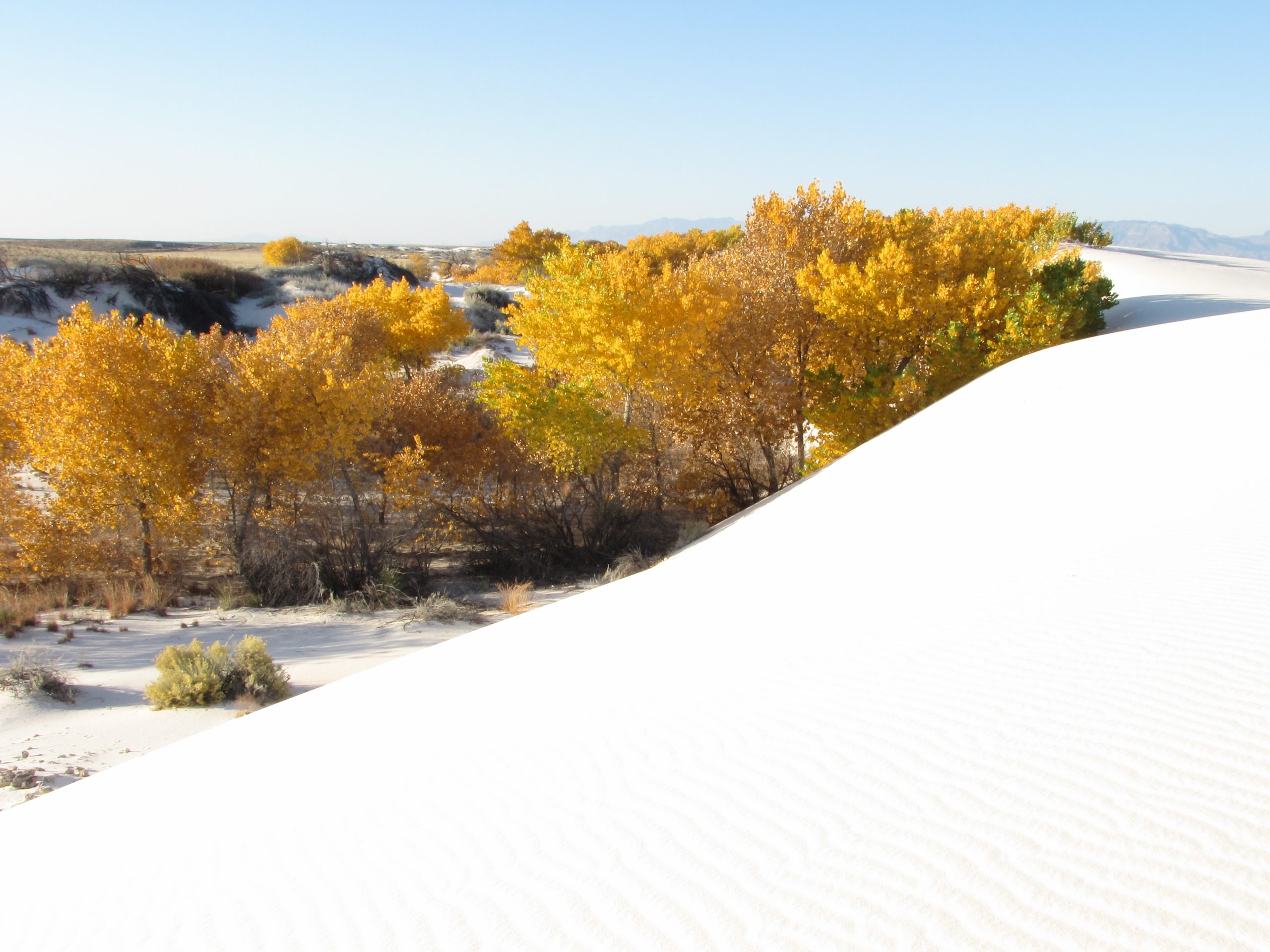 Golden autumn trees line the gypsum dunes of White Sands National Park, creating a striking contrast with the white sands.