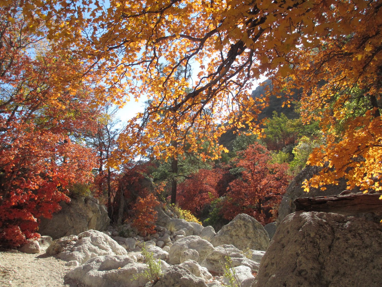 Autumnal colors frame a rocky, sunlit wash in Guadalupe Mountains National Park, with yellow and red leaves over large boulders.