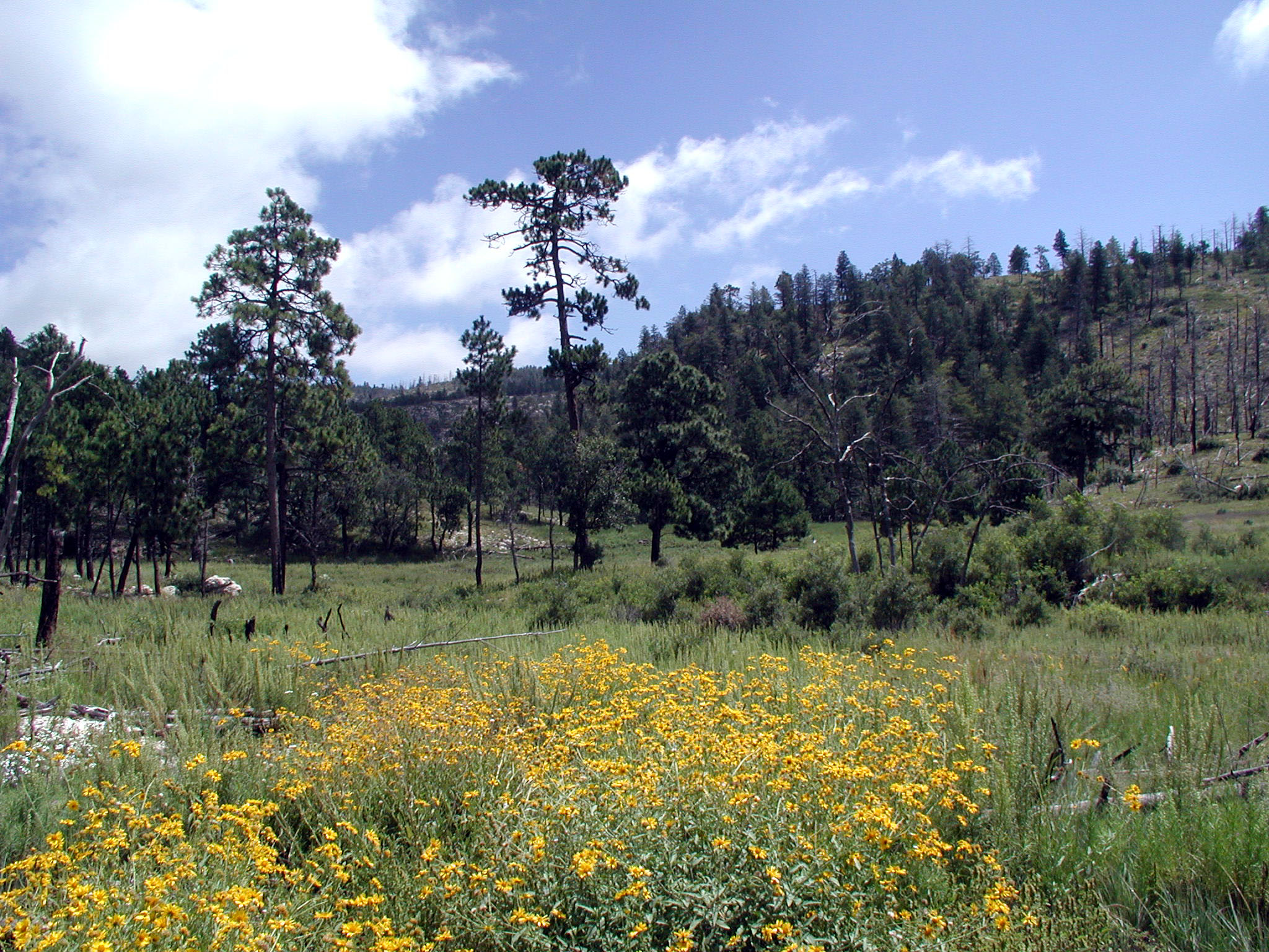 Yellow wildflowers bloom in the McKittrick Canyon meadow, Guadalupe Mountains National Park.