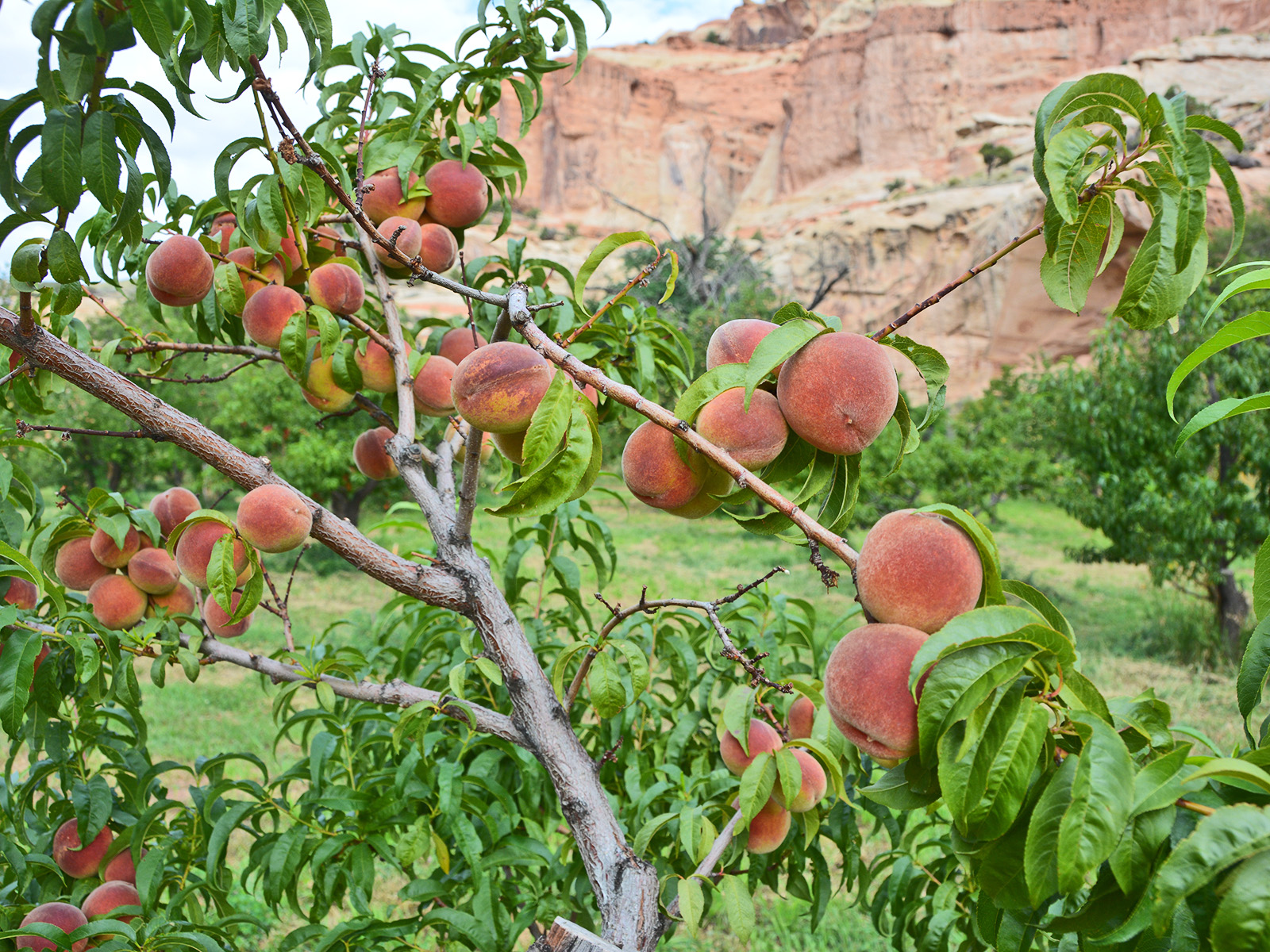 Peach trees laden with ripe fruit in the Fruita Orchard at Capitol Reef National Park, with red rock cliffs visible in the background.