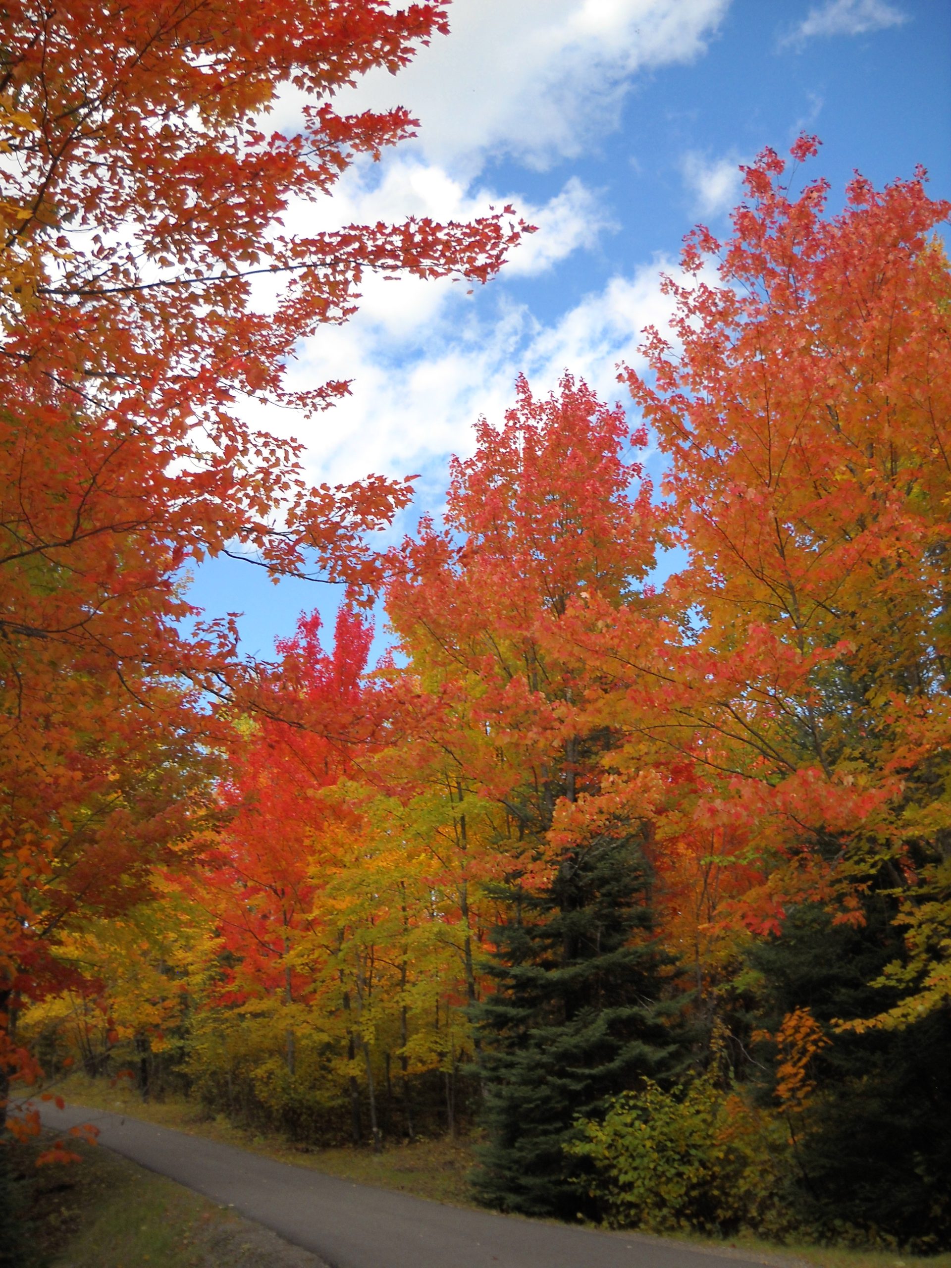 Vibrant autumn foliage along a winding paved road in Voyageurs National Park, Minnesota.