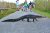 Alligator crossing a paved road in Everglades National Park as visitors photograph from the roadside.