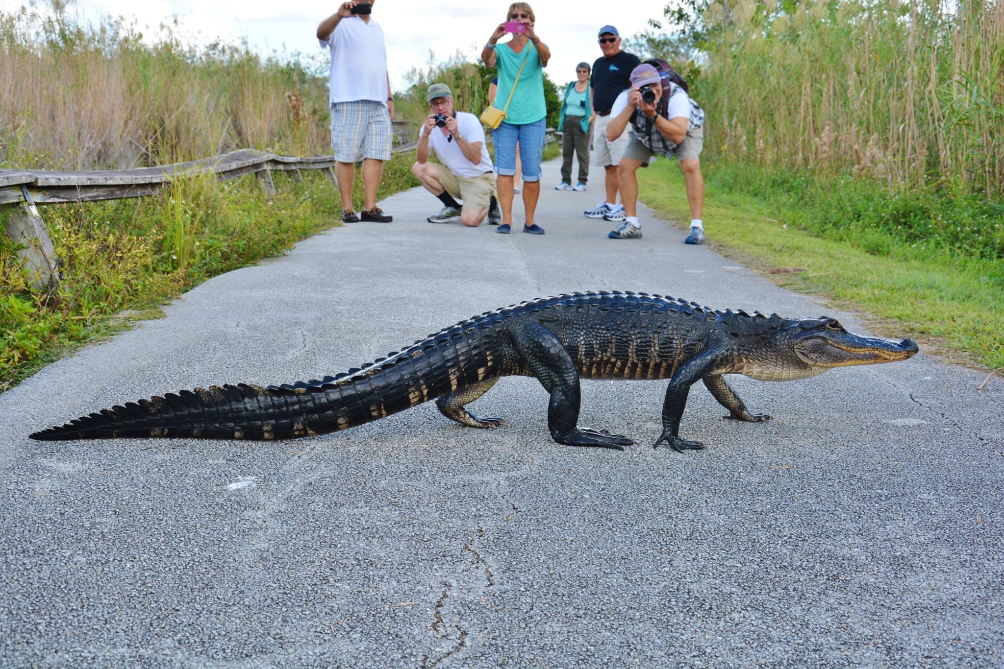 Alligator crossing a paved road in Everglades National Park as visitors photograph from the roadside.
