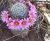 Close-up of a round barrel cactus encircled by vibrant pink flowers in Saguaro National Park.