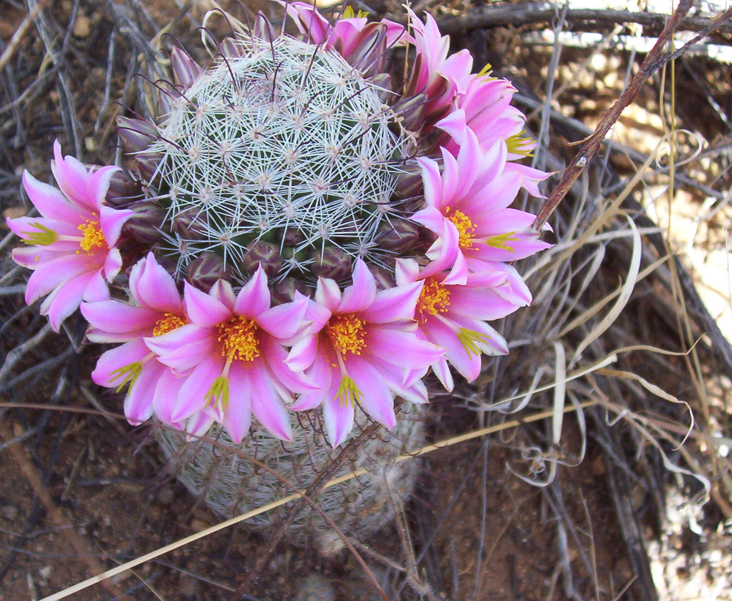 Close-up of a round barrel cactus encircled by vibrant pink flowers in Saguaro National Park.